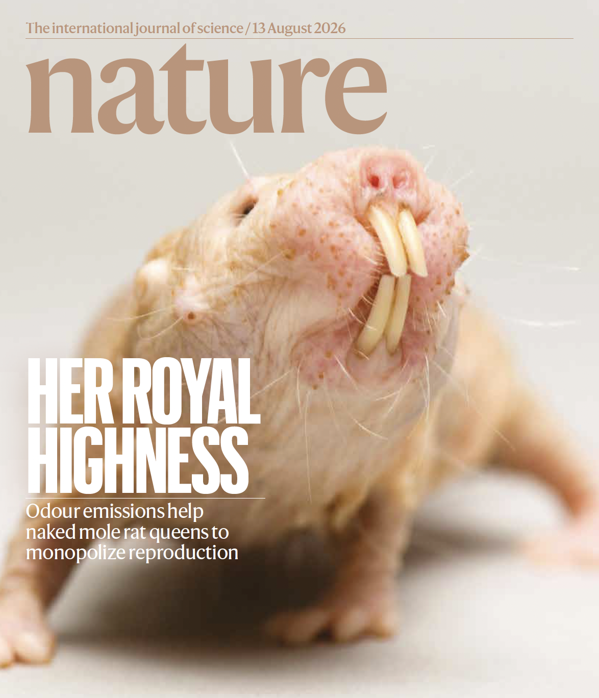 Nature cover featuring the naked mole-rat queen odor study